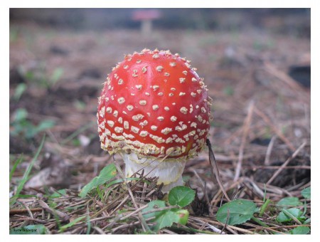 Amanita muscaria